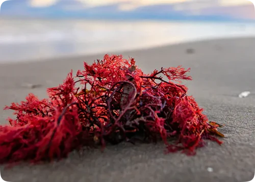 Review by ASTAXANTINA