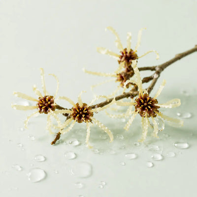 Hamamelis 