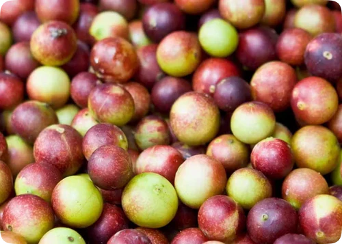 Review by VITAMINA C (Camu Camu)