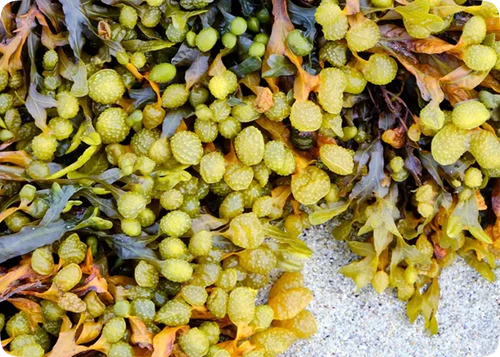 Review by BLADDERWRACK