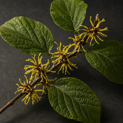 Hamamelis 